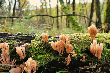 Ramaria stricta aka Strict Branch Coral growing through the moss on a fallen oak branch
