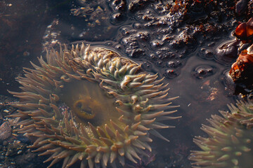sea anemone in tide pool on coast close up