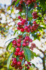 Forbidden red fruit berries or crab apples on green leafy vine of tree in nature