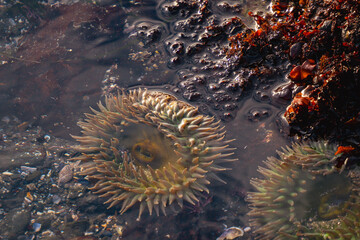 sea anemone in tide pool in northern california 
