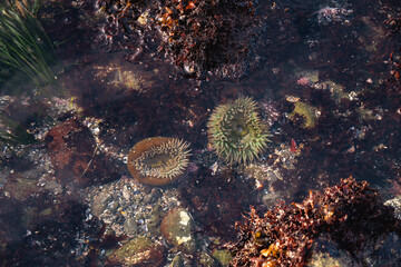 Pretty tide pool with sea anemones