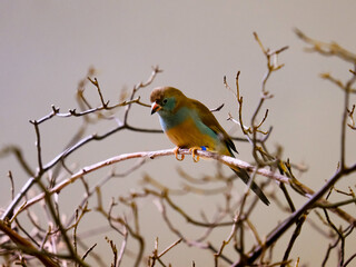 Close-up of a pretty young songbird looking for food, taken in Germany on a sunny day. 