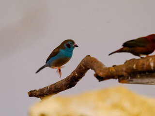 Close-up of a pretty young songbird looking for food, taken in Germany on a sunny day. 