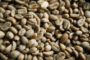 Unroasted coffee bean freshly picked and ready to roast. Concept: coffee, roastery.