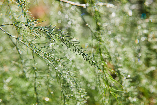 Undecorated pine tree plant bristles nature close up, green background asset in Christmas holiday
