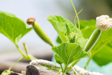 Bottle gourd plant with little gourd developing seen behind the leaves
