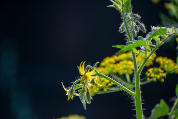 Tomato plant showing flower in the winter before fruiting.