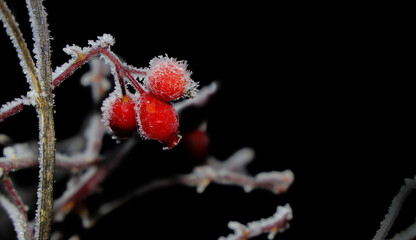 Red rose hips covered with frosty crystals for christmas and New Year. Red berries frosted on dark night background.