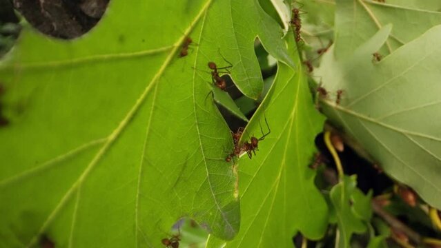 Leafcutter Ants Harvesting Green Leaves