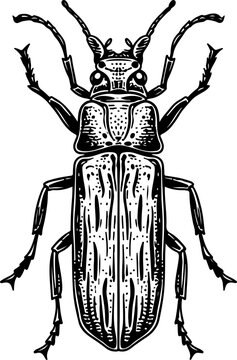 Longhorn Beetle Vintage Sketch