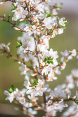 Spring gardening concept; Twig with cherry blossom on the green natural blurred background