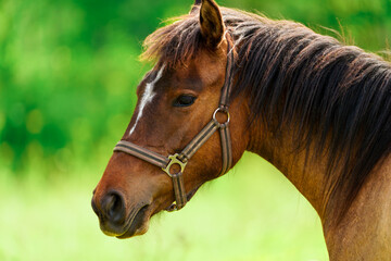 Obraz premium Close-up of a majestic Thoroughbred horse in golden summer sunlight. The horse's mane and coat shine in the warm light, creating a stunning and powerful image of grace and strength.