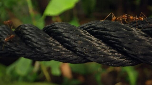 Leafcutter Ants Marching On Black Nylon Rope