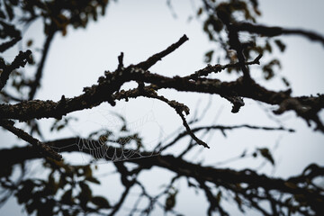 Fototapeta na wymiar Spinnennetz im Baum 