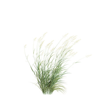 3d illustration of Phalaris Arundinacea bush isolated on transparent background