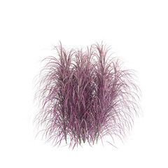 3d illustration of Pennisetum Setaceum bush isolated on transparent background