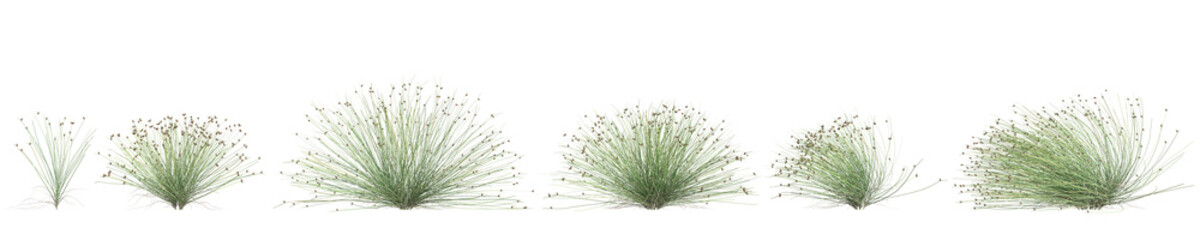 3d illustration of set Isolepis Cernua bush isolated on transparent background