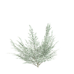 3d illustration of Ligustrum sinense Variegatum tree isolated on transparent background