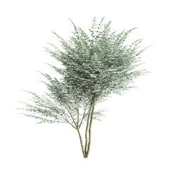 3d illustration of Ligustrum sinense Variegatum tree isolated on transparent background