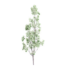 3d illustration of Cornus hongkongensis tree isolated on transparent background