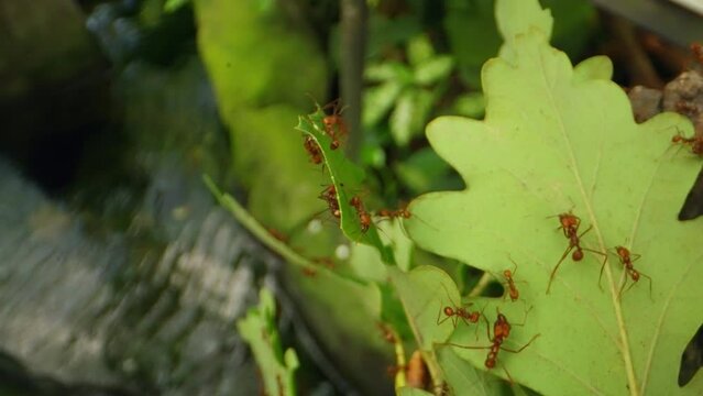 Leafcutter Ants On Leaves Against Calm Water