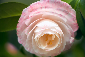 Beautiful pink rose with delicate petals in full bloom.