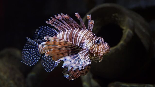 Lionfish Reflecting Light Deep Below
