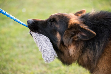 German shepherd dog pulling rope from owners hand