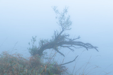 Nebel am Grüntensee in Bayern