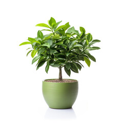 Obraz premium Verdant Household Plant in a Sleek Ceramic Pot, Generative AI