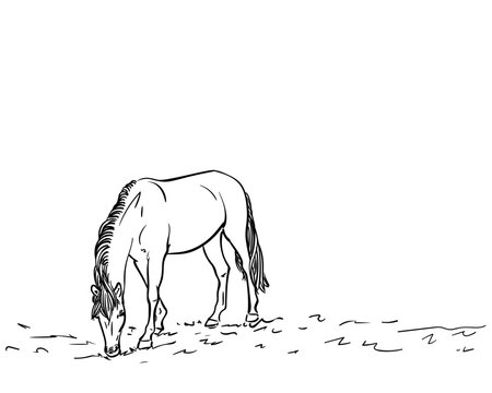 black and white horse grazing in field clip art preview