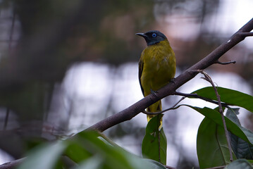 A singing bird perched on a tree branch
