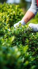 gardener pruning a bush with a pair of shears