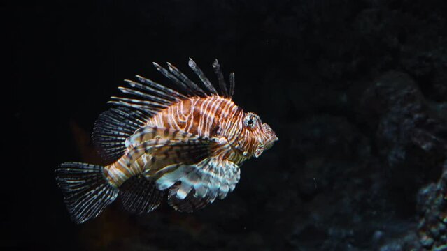 Vibrant Lionfish Amidst Underwater Rocks