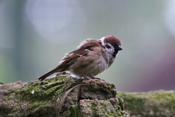 The house sparrow enjoying sunbath