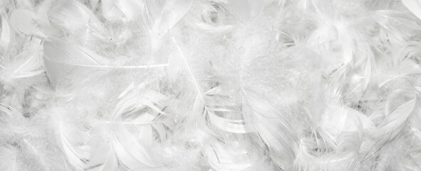 nice white duck feathers. background or texture - obrazy, fototapety, plakaty