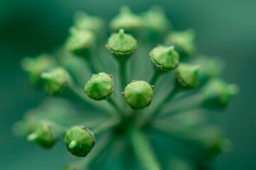 Close-up of a flower's green pistils. Selective focus.