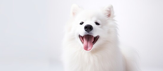 In the isolated white background, a cute and healthy dog with a white coat and yellow eyes poses for a portrait, radiating happiness and love with a big smile, while its hair adds a colorful and funny