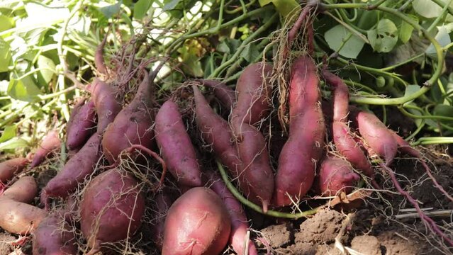 Harvest fresh sweet potatoes purple close-up in the garden in autumn selective focus