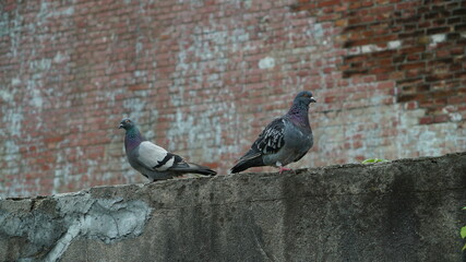 A pair of pigeons sitting in front of an old building wall
