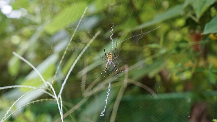 Argiope bruennichi spider hanging on a spider web