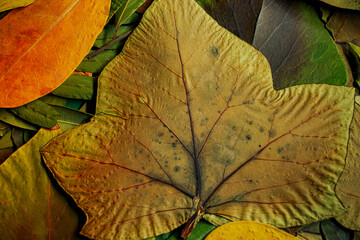 Dry autumn leaves in different colors and from different trees creating a perfect texture for...