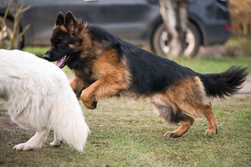 Long-haired German shepherd dogs playing with White Swiss Shepherd dog on the green grass