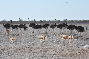 Fototapeta na wymiar Straußenvögel (struthio camelus) im Etoscha Nationalpark in Namibia. 