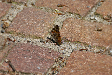 Painted Lady (Vanessa cardui) butterfly sitting on stone path in Zurich, Switzerland