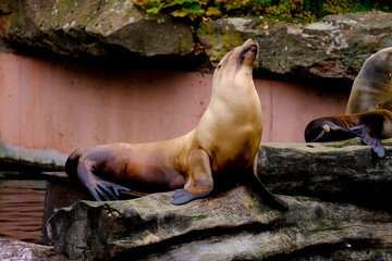 Jumping sea lions in a show at Nuremberg Zoo, taken in Germany on a sunny day. 