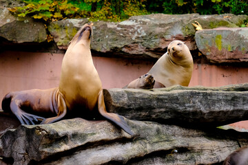 Jumping sea lions in a show at Nuremberg Zoo, taken in Germany on a sunny day. 