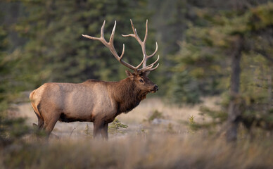 Naklejka na ściany i meble Bull elk in autumn in Jasper National Park, Canada 