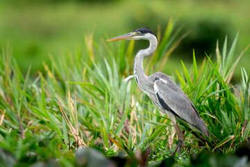 cocoi heron hunting in tropical Pantanal