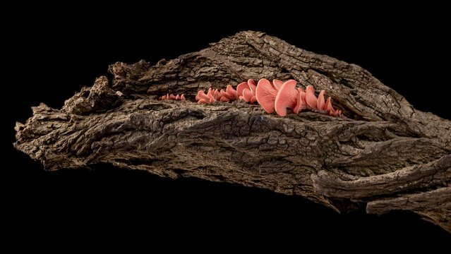 4K Time Lapse of pink Oyster mushrooms growing on old bark of tree - close-up. Mushroom grow on black background. Healthy ECO food. Vertical video.